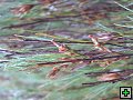 thn_NZ leden-unor 2006 290.jpg